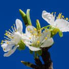 Flowers of cherry tree